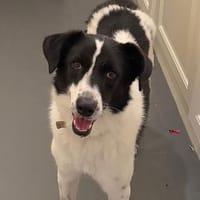 RUFF, Hund zur Adoption