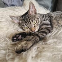 Bella, Katze zur Adoption