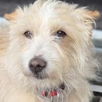 Turpi1 sucht ein Zuhause, Hund zur Adoption