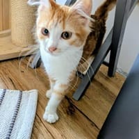 Olivia  ein zuckersüßes Katzenmädchen, Katze zur Adoption