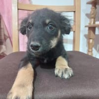 Samu sucht sein großes Glück, Hund zur Adoption