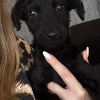 💖Nelly sucht ihr Für-immer-Zuhause 💖, Hündin zur Adoption