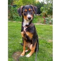 Carlos - wartet in 91325 Adelsdorf, Hund zur Adoption