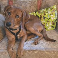 Maico (zur Pflege in 59423 Unna), Hund zur Adoption