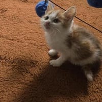Kämpferin Amelie 🌸sucht ihre Familie, Katze zur Adoption