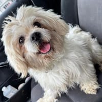 💙Flocki💙sucht sein Zuhause 💙🐾, Hund zur Adoption