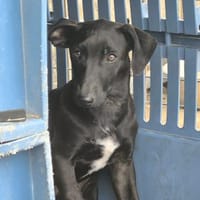 Anton, Hund zur Adoption