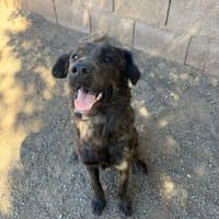 Alfa, Hund zur Adoption