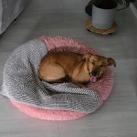 🐾 Gianna sucht ihr Für-immer-Zuhause💕, Hund zur Adoption