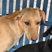 Ari, Hund zur Adoption