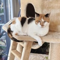 Trudi sucht mit Freigang, Katze zur Adoption