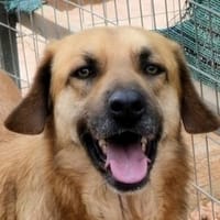 Nicolas R wartet in 91623 Sachsen, Hund zur Adoption