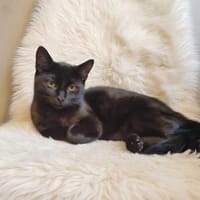 SUNA, Katze zur Adoption