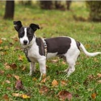 wunderschöner Welpe Milku in BY, Hund zur Adoption