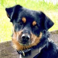 LEGO - charmant&aufgeweckt, Hund zur Adoption