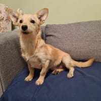 suße Bella & Kara suchen Zuhause, Hündin zur Adoption