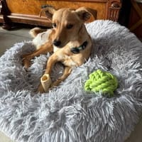 Angel, Hündin zur Adoption