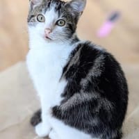 Fenja, Katze zur Adoption