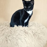 Lyllet, Katze zur Adoption