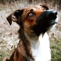 Athos sucht liebe Menschen, Hund zur Adoption