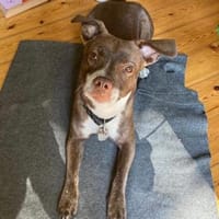 Notfellchen Taavi sucht Zuhause, Hund zur Adoption