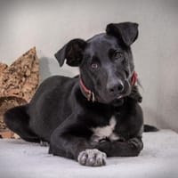 Pino wartet in Sueddeutschland, Hund zur Adoption