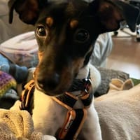 Mina möchte so gerne eine Familie haben, Hündin zur Adoption