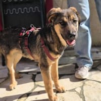 Toni auf Familiensuche, Hund zur Adoption