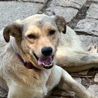 FILIPP - sucht sein Glück, Hund zur Adoption