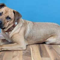 Lustige Lotte sucht ein Zuhause, Hündin zur Adoption