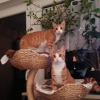 Chilli & Pimenton  Zwei rote Jungkater, Kater zur Adoption