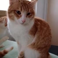 Benito  ruhiger Schmusekater sucht lieb, Kater zur Adoption