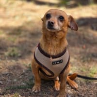 Milow auf Pflegestelle in Heide, Hund zur Adoption