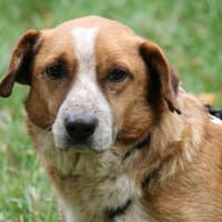 Jürgen -wer gibt ihm endlich ein Zuhause, Hund zur Adoption