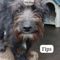 Fips auf Pflegetelle in Osterrade, Hund zur Adoption