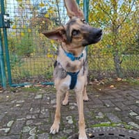 🐾 Bella  Schäferhund-Mix sucht Sie, Hündin zur Adoption