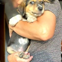 Kleine, niedliche Mia sucht ihr Glück, Hündin zur Adoption