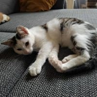 Coco - aus RO, in DE 79541 Lörrach, Katze zur Adoption