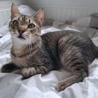 Cinto - einfach zum Verlieben 💗 Video, Kater zur Adoption