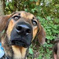 Kayo -zur Pflege in 23701 Bockholt-, Hund zur Adoption