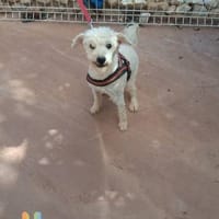 Fénix auf Pflegestelle in Langenbrand, Hund zur Adoption