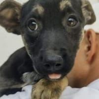 Pacita 38 cm (Okt 25) Pflegestelle, Hündin zur Adoption