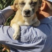 Jyta 35 cm (Pflegestelle), Hündin zur Adoption