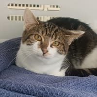 Tortilla, chatte à adopter