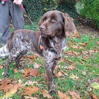 BROWNIE, chienne à adopter