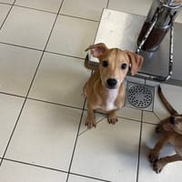 CAMEL, chien à adopter