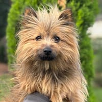 Chouba CAA14300, chien à adopter