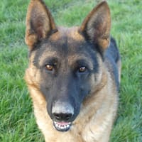 ULK, chien à adopter