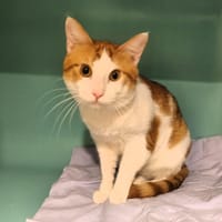 GrosYeux, chat à adopter