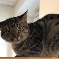 KHEOPS, chat à adopter